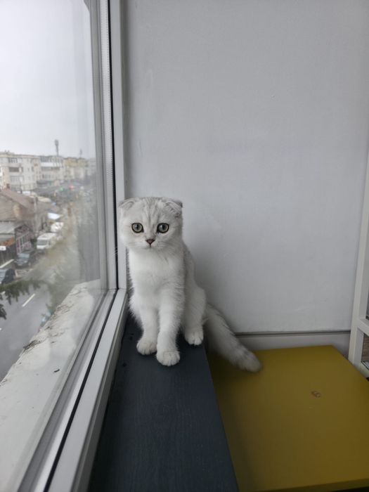 Scottish Fold shorthair/chinchila