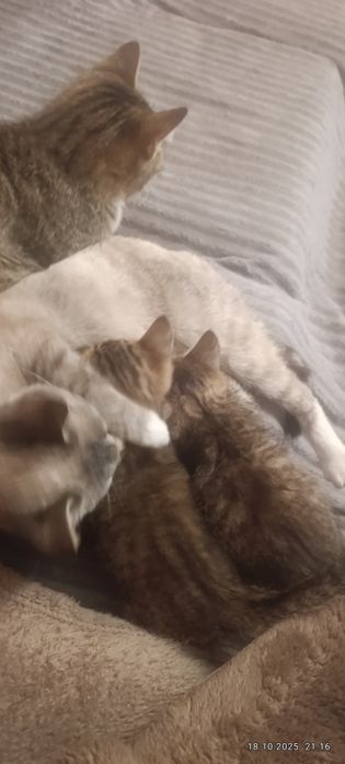 Отдам котят, мать сиамка, отец таби