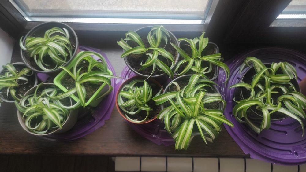 Хлорофитум бони кучерявый