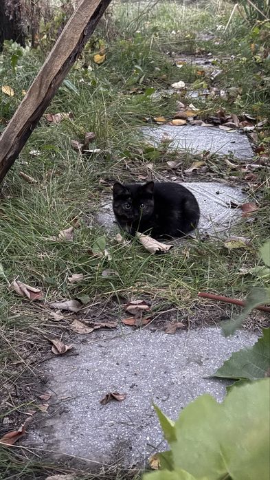 Котенок ищет дом