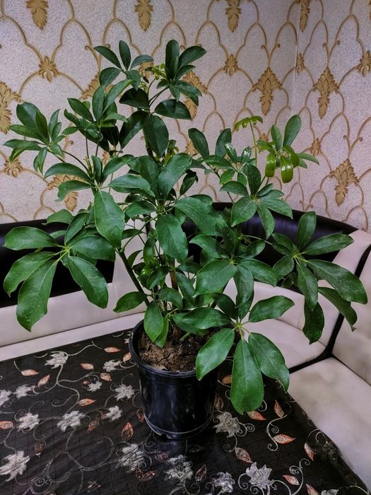 Комнатные растения. доставка