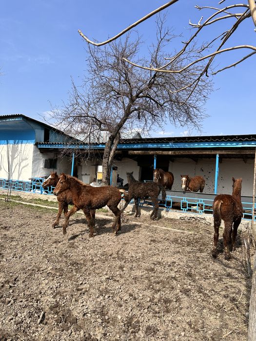 Жабағылар сатамын