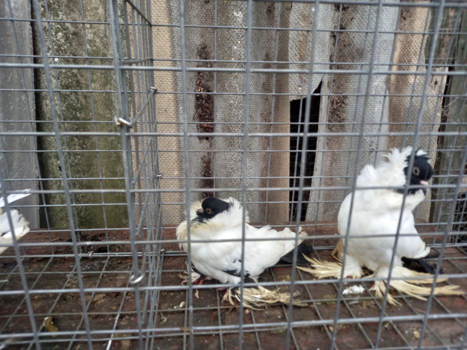 Porumbei dv, chingi, germani , diverse speci