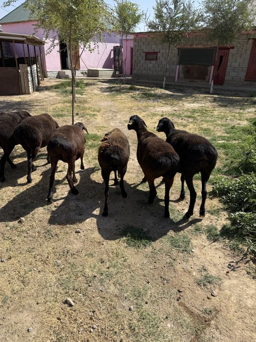 Қой (Саулық) сатылады.