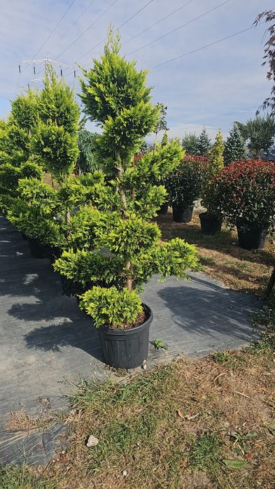 Leylandii- Spirale - Arizonica - Pon Pon - Prunus laucerasus Photinia