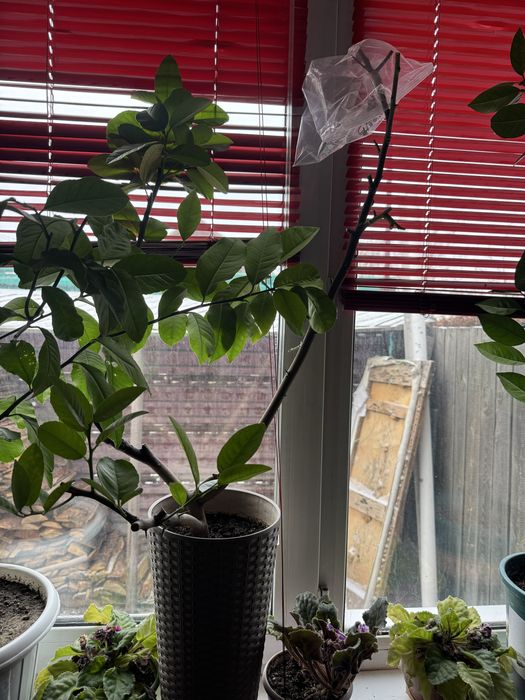 Апельсины Лимоны Лайм