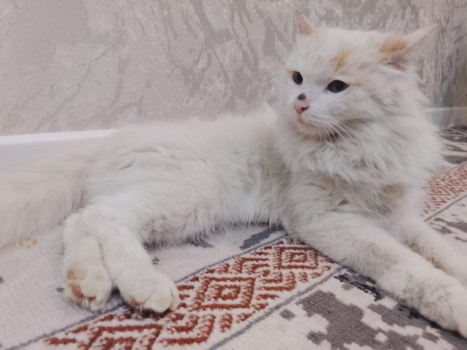 ПРОДАМ КОТять мейн кун