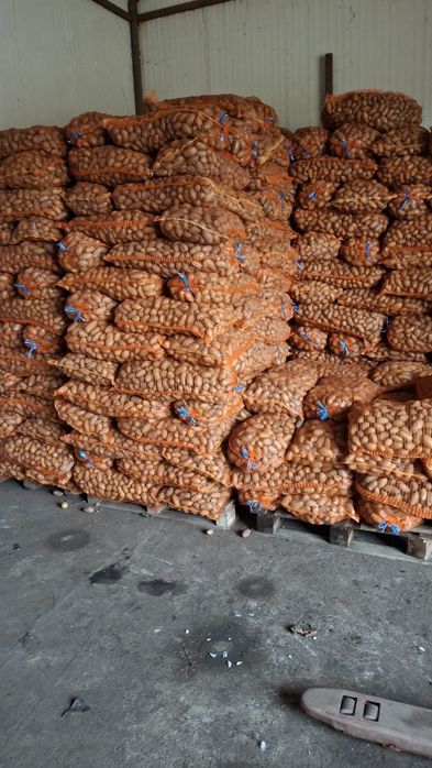 Cartofii de sămânță