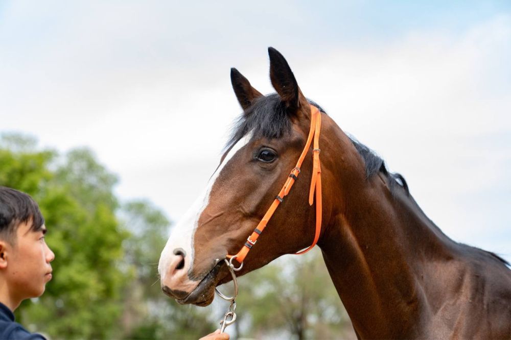 Тренинг скаковых лошадей