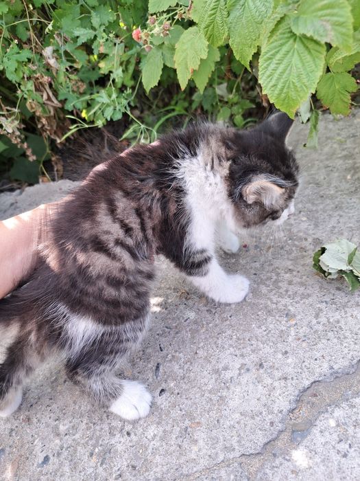 Отдам котят 2 мес