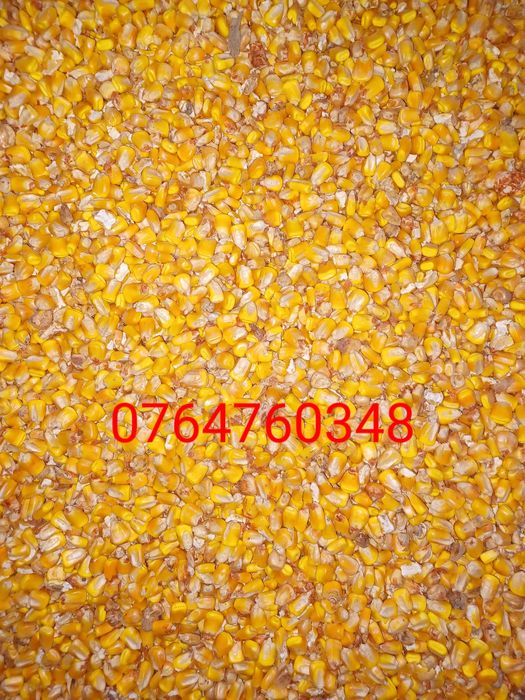 GRAU si PORUMB la domiciliu