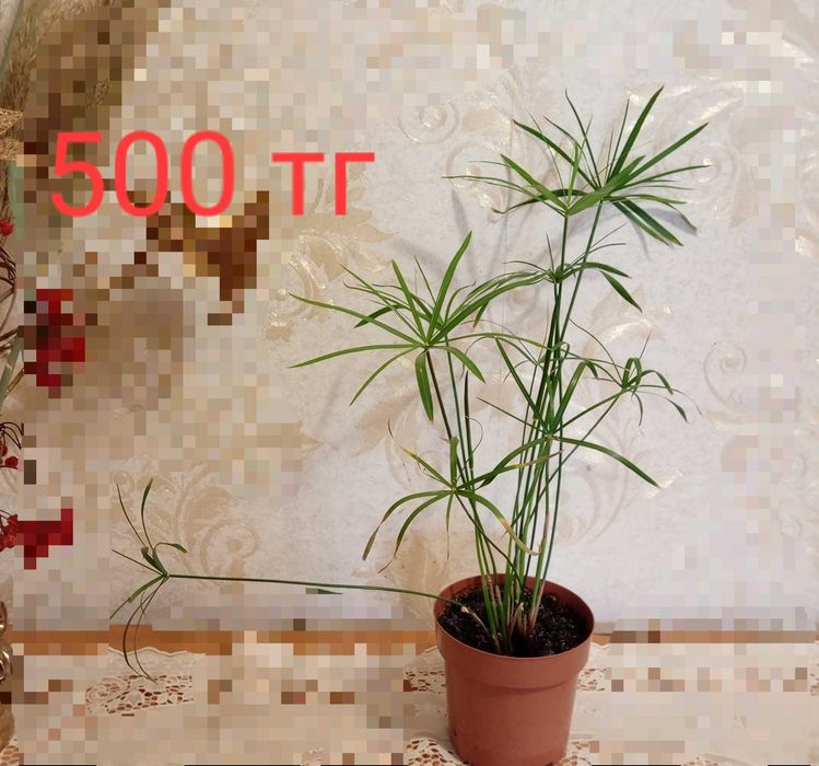 Очень красивое каланхоэ и циперус