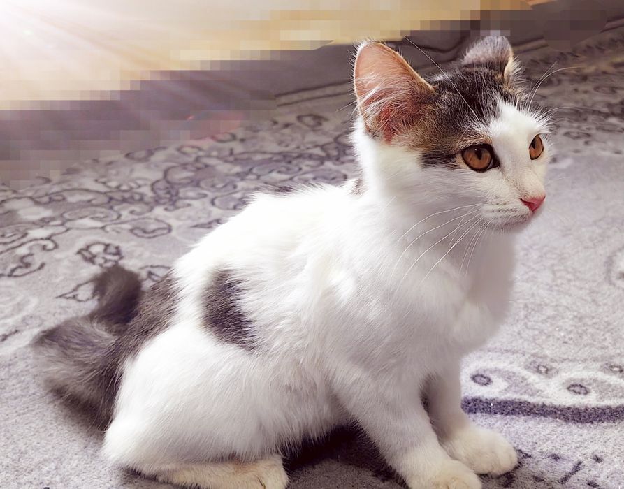 Oq mushuk. Hadya qilinadi