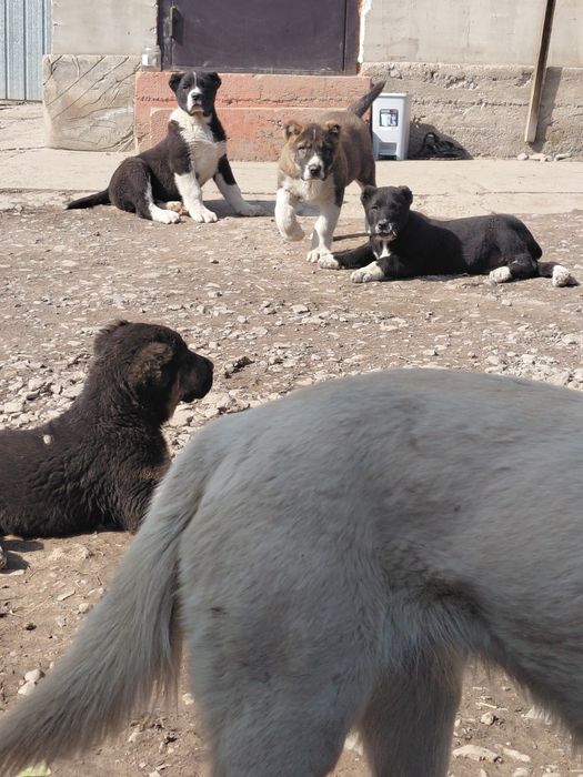Продам щенка алабай