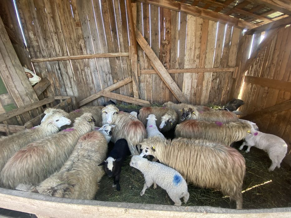 Vand 10 oi cu mieii langa ele