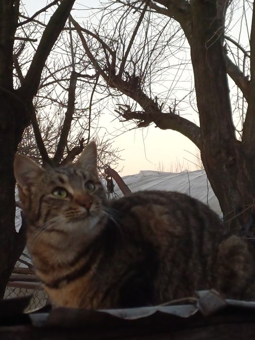 Donez pisicute in varsta de 7 luni