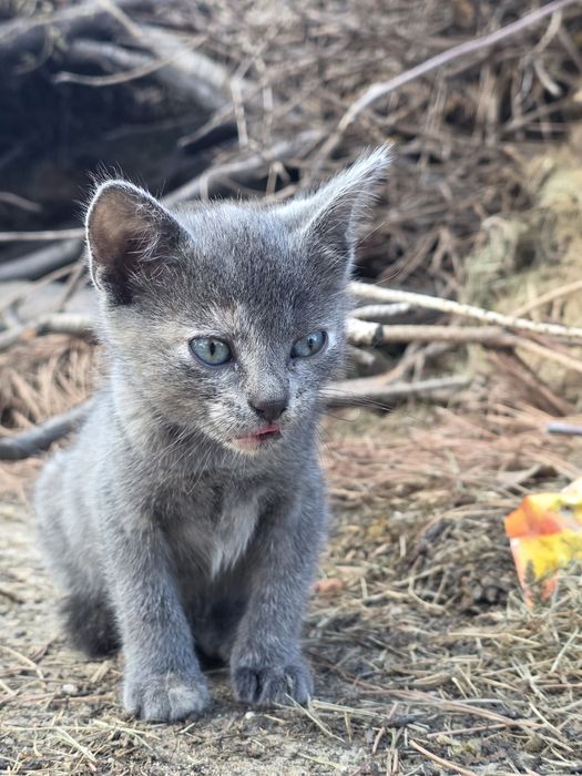 Четири малки котенца