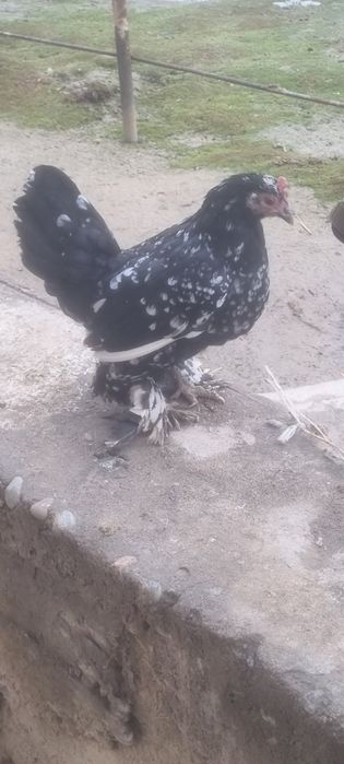 Yapon tovuq xoʻrozla sotiladi 100000migdan