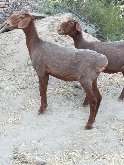 Quylar sotiladi.