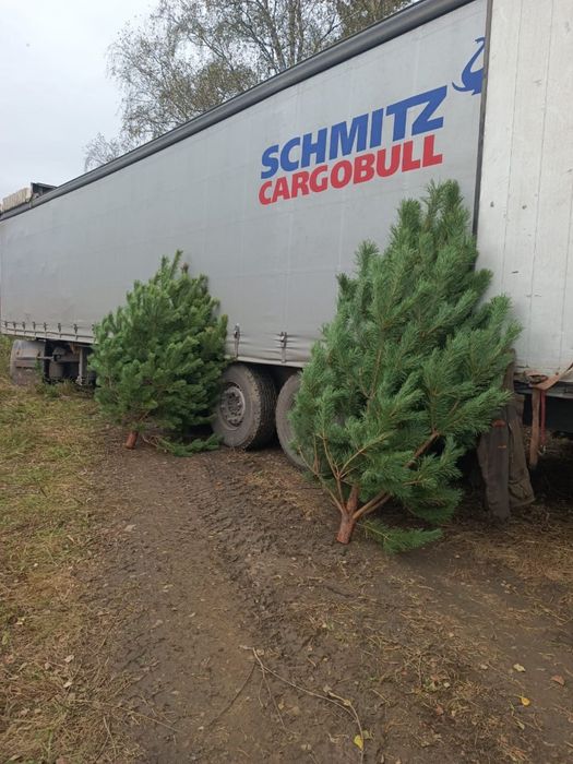 Сосна новогодняя елка ёлка