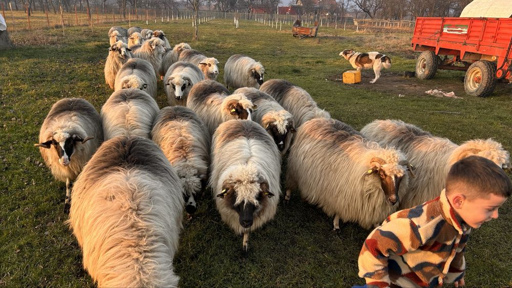 Vand oi bune de tinut,