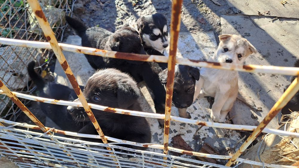 Подарявам кученцата