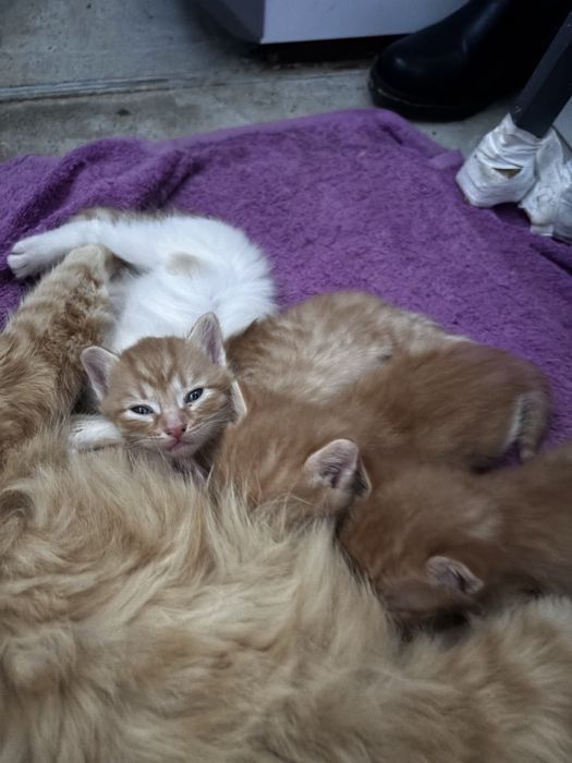 Отдам котят в добрые руки