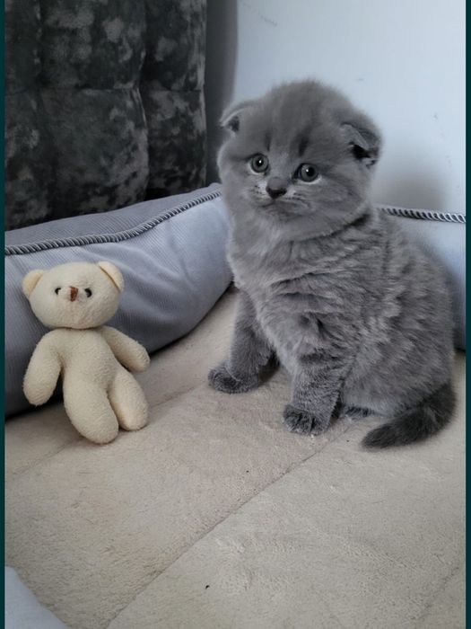 Pui Scottish Fold blue fată disponibilă.  Asigur transport. Rasă pură