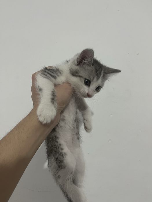 прямоухие кот и кошка