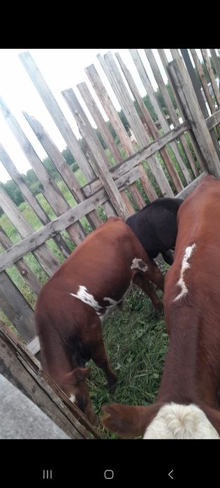Продам срочно КРС