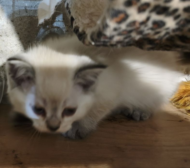 Британски котенца