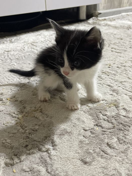 Отдам котят в хорошие руки