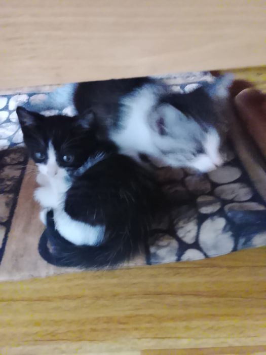 Отдам котят в добрые руки