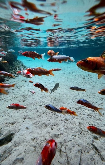 Пруд, ландшафт, био бассейн