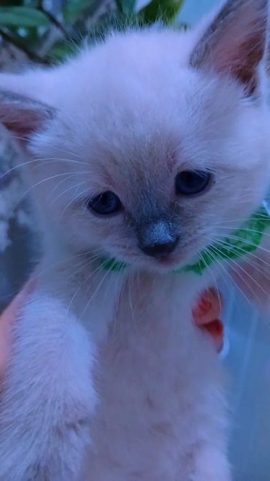 продаётся породистый котенок