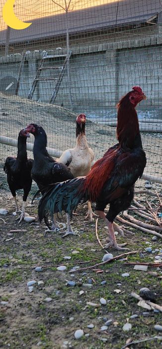 Дакан Карейский  тухуми сотилади  20 000