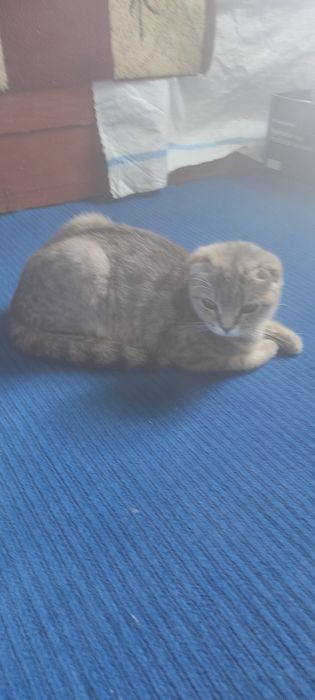 Скоттиш фолд сотилади