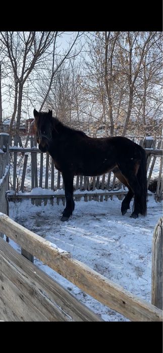 Донен Бесты сатылады