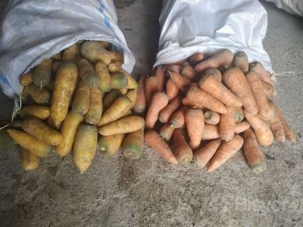 Музлатгичли омборхонада сақланган қизил ва сариқ сабзи .