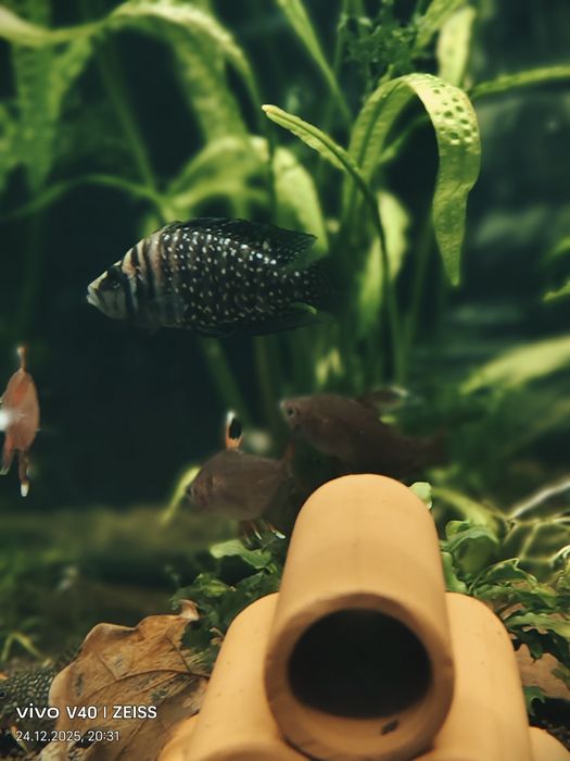 Продам цихлид Кальвус