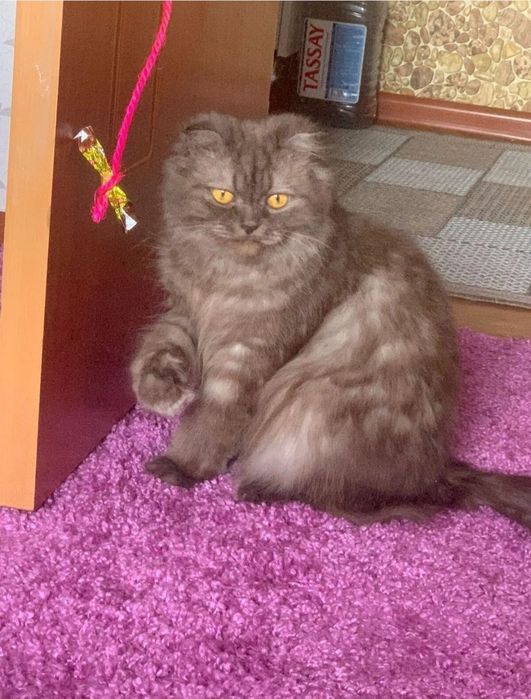 Продам  шотландских  котят