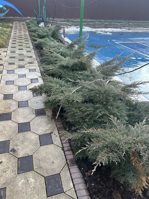 Продам для сада