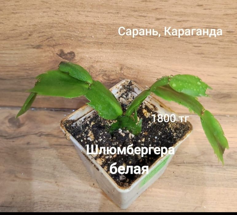 Алоэ,шлюмбергера,рипсалидопсис
