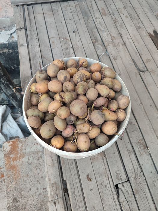 Картофель семенной.