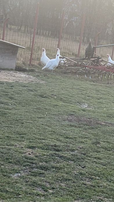 Vand un curcan albastru si 3 curci