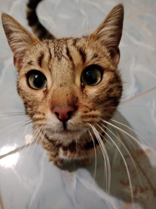 Продаю бенгальского кота