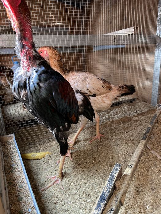 Продам дакан кур и петухов