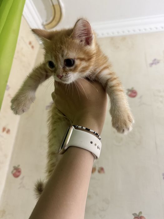 Котята бесплатно