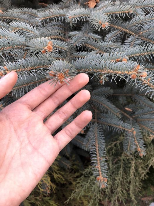 Продам Елку Голубую