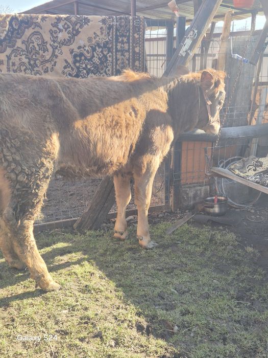 De vânzare vitica de 7 luni